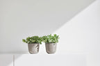 Ecopots Oslo Mini Durable Modern Round Indoor/Outdoor Recycled-Based Composite Flower Pot Planter, Taupe, 4.5"