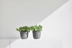 Ecopots Oslo Mini Durable Modern Round Indoor/Outdoor Recycled-Based Composite Flower Pot Planter, Grey, 4.5"