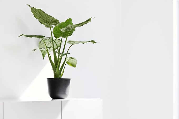 Ecopots Oslo Mini Durable Modern Round Indoor/Outdoor Recycled-Based Composite Flower Pot Planter, Dark Grey, 6"