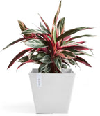 Ecopots Rotterdam Durable Modern Square Indoor/Outdoor Recycled-Based Composite Flower Planter, Pure White, 15.75"