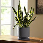 Nihow 5.7 Inch Plant Pot, Ceramic Pots for Plants with Drainage Hole and Saucer, Plant Pots Indoor for Home Garden Patio Office, Cylinder Planters for Indoor Plants, Charcoal Gray