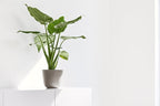 Ecopots Oslo Mini Durable Modern Round Indoor/Outdoor Recycled-Based Composite Flower Pot Planter, Taupe, 6"