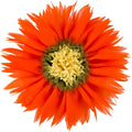 Handmade 3D Flower Round Velvet Throw Pillows Aesthetic Decorative Sunflower Accent Pillows Cute Soft Floral Cushion for Couch Bed Chair Car Living Room Bedroom Home Decor 12Inch Orange Red