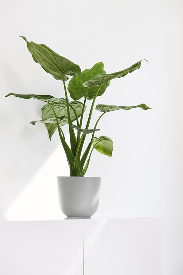 Ecopots Oslo Mini Durable Modern Round Indoor/Outdoor Recycled-Based Composite Flower Pot Planter, White Grey, 6"