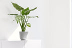 Ecopots Oslo Mini Durable Modern Round Indoor/Outdoor Recycled-Based Composite Flower Pot Planter, White Grey, 6"