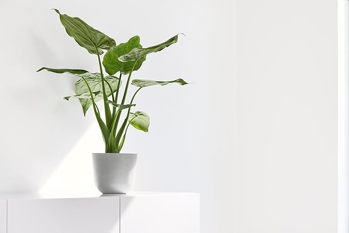 Ecopots Oslo Mini Durable Modern Round Indoor/Outdoor Recycled-Based Composite Flower Pot Planter, White Grey, 6"