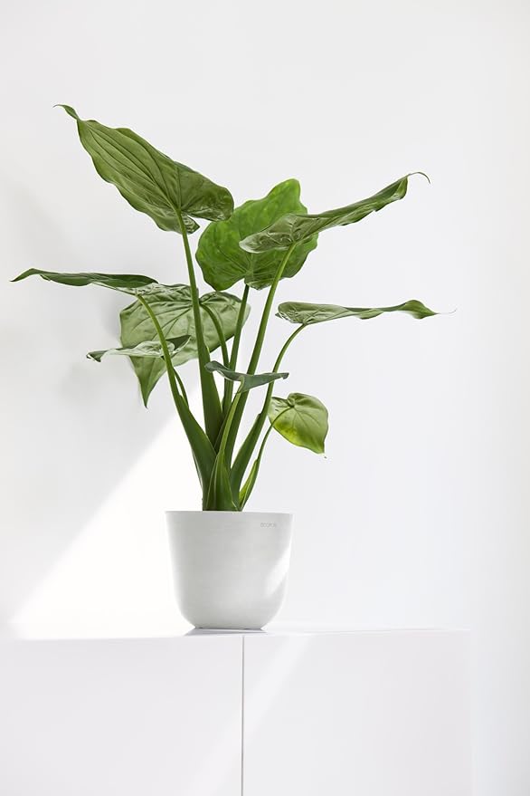 Ecopots Oslo Mini Durable Modern Round Indoor/Outdoor Recycled-Based Composite Flower Pot Planter, Pure White, 6"