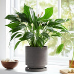 Nihow 5.7 Inch Plant Pot, Ceramic Pots for Plants with Drainage Hole and Saucer, Plant Pots Indoor for Home Garden Patio Office, Cylinder Planters for Indoor Plants, Charcoal Gray