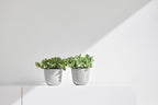 Ecopots Oslo Mini Durable Modern Round Indoor/Outdoor Recycled-Based Composite Flower Pot Planter, White Grey, 4.5"