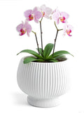 OXART 9.4 Inch Plant Pots, Ceramic Planters for Indoor Plants, Outdoor Flower Pots for Plants with Drainage Holes, Decorative Pot for Flowers & Herbs, No Trays, White
