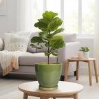 8 Inch Planter - Ceramic Plant Pot with Drainage Hole and Tray Round Planters Modern Flower Pot for Room Home Office Patio Porch Garden Decor Green