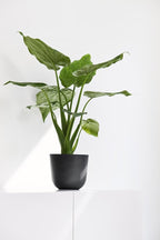 Ecopots Oslo Mini Durable Modern Round Indoor/Outdoor Recycled-Based Composite Flower Pot Planter, Dark Grey, 6"
