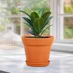 4 inch Small Plastic Nursery Pots, 16 Pack Plant Pots for Indoor Outdoor Plants, Flower Pots with Drainage Holes and Saucers, Decorative Seedling Starter Planters for House Plants, Terracotta
