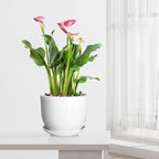 8 Inch Ceramic Planter, Plant Pots with Drainage Hole and Separable Saucer,Indoor-Outdoor Round Succulent Orchid Flower Pot,Indoor pots for Plants(Smooth White,Plant Pot only)