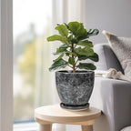 6 Inch Plant Pot - Ceramic Planter for Indoor with Drainage Hole and Saucer, Round Succulent Pot, Modern Flower Planters, Home Room Garden Office Decor, Gardening Gifts for Women, Grey