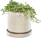 CHIVE ‘Minute’ Ceramic Planter Pot — Cute 5” Colorful Succulent Pots for Indoor & Outdoor House Plants — Beautiful Modern Farmhouse Kitchen Decor — Ivory Speckle
