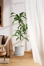 Aveyas 10 inch Ceramic Plant Pot with Drainage Hole and Saucer - Suitable for Indoor and Outdoor Use, Modern Planters for House Garden Flower Tree Snake Monstera Plants (10", Matte White)