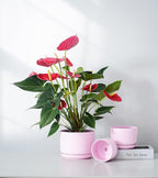 Ton Sin Plant Pots, 4.1+5.1+6.5 inch, Set of 3, Ceramic Planters with Drainage Hole and Saucer, Indoor Flower Pot with Drainage Hole, Gifts for Mom(Matte Pink)