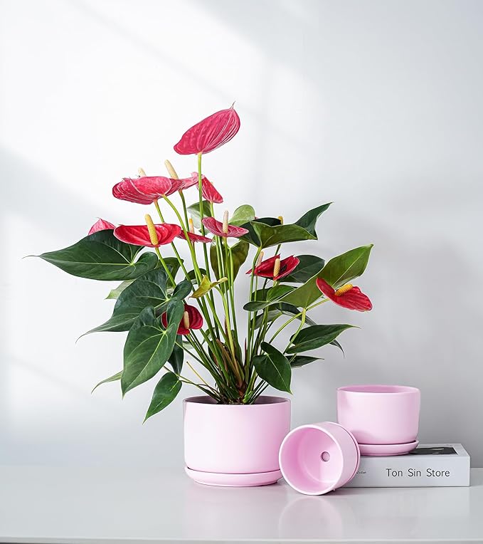 Ton Sin Plant Pots, 4.1+5.1+6.5 inch, Set of 3, Ceramic Planters with Drainage Hole and Saucer, Indoor Flower Pot with Drainage Hole, Gifts for Mom(Matte Pink)