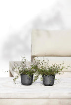 Ecopots Oslo Mini Durable Modern Round Indoor/Outdoor Recycled-Based Composite Flower Pot Planter, Dark Grey, 4.5"