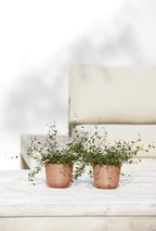 Ecopots Oslo Mini Durable Modern Round Indoor/Outdoor Recycled-Based Composite Flower Pot Planter, Terracotta Color, 4.5"