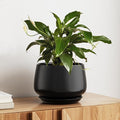 LE TAUCI Ceramic Planter, 10 Inch Plant Pot with Drainage Hole & Saucer – Durable Indoor Planter for Modern Home Decor, Black