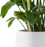 Kante 15.7" Dia Round Concrete Planter, Outdoor Indoor Garden Plant Pots with Drainage Hole and Rubber Plug, Modern Curvaceous Design, Pure White