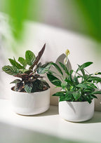 Ceramic Planters - 10+12 Inch Large Pots for Indoor & Outdoor Plants, Modern Flower Pots with Drainage Holes and Self Watering Devices, House White Big Plant Pot, Set of 2