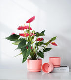 Ton Sin Plant Pots, 4.1+5.1+6.5 inch, Set of 3, Ceramic Planters with Drainage Hole and Saucer, Indoor Flower Pot Gifts for Mom(Matte Orange)