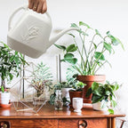 Plant Watering Can - Indoor and Outdoor Home Garden - 1/2 Gallon - White
