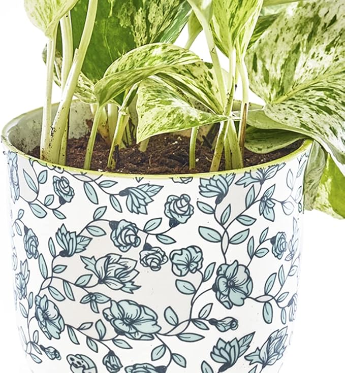 CHIVE ‘Liberte’ Ceramic Succulent Pots — 4.25” Cute Vintage Farmhouse Style Planters for Indoor Plants — Beautiful Home & Kitchen Decor — Green Flowers