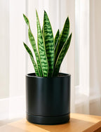 D'vine Dev Set of 2 Plants Pots, 8.2 Inch Ceramic Planter Pot for Plants with Drainage Hole and Saucer, Black, 94-V-D-2