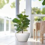 Planter for Indoor Plants 13 Inch - Ceramic Plant Pot with Drainage Hole and Saucer Decorative Round Large Planter Pot for Plants Outdoor Flower Pot for Room Decor White