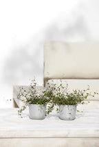 Ecopots Oslo Mini Durable Modern Round Indoor/Outdoor Recycled-Based Composite Flower Pot Planter, White Grey, 4.5"