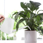 Plastic Watering Can - for Indoor and Outdoor House Plant Garden - with Long Spout - 1/2 Gallon - White
