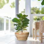 Ceramic Pot for Plants - 13 Inch Planter for Outdoor Plants Indoor Plant Pot with Drainage Hole and Saucer Large Planter Round Flower Pot for House Patio Garden Decor Yellow