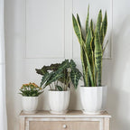 ADN Ceramic Planter, 6 Inch Plant Pots for Plants Modern Decor Indoor Flower Pot with Saucer and Drainage Hole, White