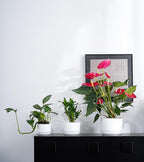 Ton Sin Plant Pots, 4.1+5.1+6.5 inch, Set of 3, Ceramic Planters with Drainage Hole and Saucer, Indoor Flower Pot with Drainage Hole, Gifts for Mom(Matte White)