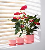 Ton Sin Plant Pots, 4.1+5.1+6.5 inch, Set of 3, Ceramic Planters with Drainage Hole and Saucer, Indoor Flower Pot Gifts for Mom(Matte Orange)