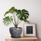 Ceramic Planter - 6 Inch Plant Pot with Drainage Hole and Saucer, Succulent Pot Glaze Round Flower Pot for Indoor Outdoor Plants, Gray