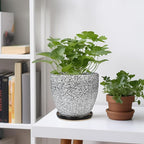 Ceramic Planter - 6 Inch Plant Pot for Indoor Ourdoor Plants, Round Succulent Planter, Decorative Flower Pots with Drainage Hole and Saucer, Home Desk Decor, Housewarming Gifts, White-Black