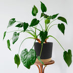 QCQHDU 6.5 inch Plant Pot, 2 Pack Planters for Indoor Plants with Drainage Holes & Saucer, Outdoor Flower Pots Home Garden Modern Decor