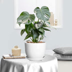 8 Inch Ceramic Planter, Plant Pots with Drainage Hole and Separable Saucer,Indoor-Outdoor Round Succulent Orchid Flower Pot,Indoor pots for Plants(Smooth White,Plant Pot only)