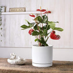 Aveyas 8 inch Ceramic Plant Pot with Drainage Hole and Saucer - Suitable for Indoor and Outdoor Use, Modern Planters for House Garden Flower Tree Snake Monstera Plants (8", Matte White)