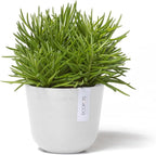 Ecopots Oslo Mini Durable Modern Round Indoor/Outdoor Recycled-Based Composite Flower Pot Planter, Pure White, 4.5"