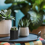 D'vine Dev Set of 2 Plants Pots, 3.5 Inch Ceramic Planter Pot for Plants with Drainage Hole and Saucer, Black, 94-V-A-2