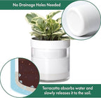 Phoenix Vine 6 Inch Self Watering Planter, White Terracotta Clay Pot with Glass Reservoir for Indoor Plants, Herbs, Flowers, Set of 1, 52-B-F-1
