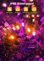 Brightown 2-Pack 400LED 170FT Total Halloween Solar Outdoor Lights IP65 Waterproof Solar Powered Lights with 8 Lighting Modes for Party Garden Yard Home Holiday Tree Decoration Lighting,Orange&Purple