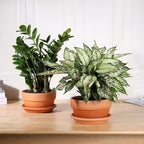 INGOFIN 8 Inch Terracotta Shallow Pots Set with Saucer - Ceramic Clay Pots with Drainage Hole, Terra Cotta Pot for Plants for Indoor Outdoor Plants, Set of 2