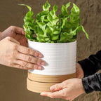 6 Inch Ceramic Planter Pot with Drainage Hole and Saucer,Round Flower Plant Pot for Indoor Outdoor,Porcelain Garden Pots for Farmhouse Decorative with Deep Reservoir,White